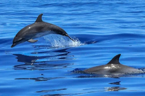 Le championnat de France de jet ski interrompu à cause de... dauphins