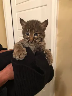 Elle croit recueillir un chaton, c'était un lynx