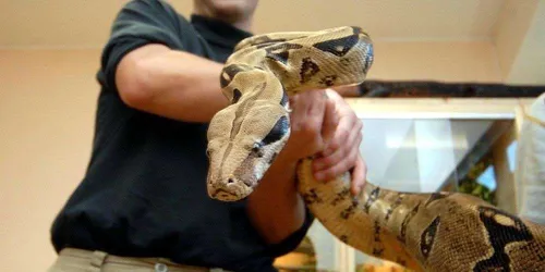 Marseille : un boa s’introduit dans une résidence et gobe un chaton