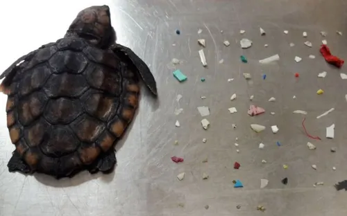 Une tortue retrouvée morte, elle avait ingéré 104 morceaux de...