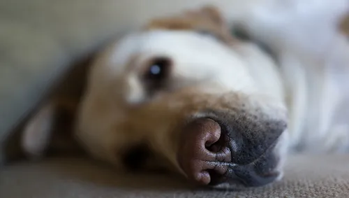 Une épidémie de parvovirose, maladie tueuse de chiens, dans le...