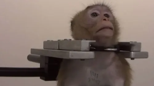 Singes attachés, chiens et chats maltraités : une nouvelle vidéo...