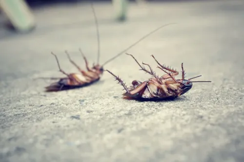 Elle obligeait sa fille à manger des cafards et des araignées