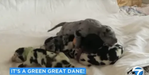 Son dogue allemand donne naissance à un chiot... vert !