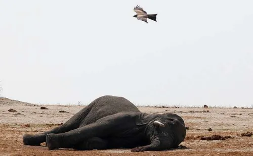 Au Zimbabwe, les éléphants victimes du réchauffement climatique