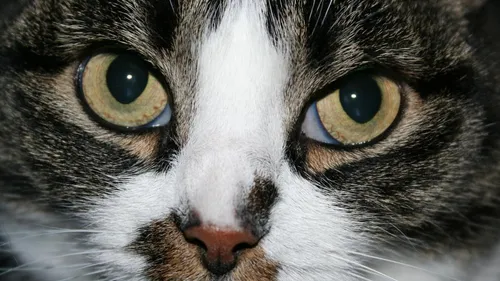 Des chats suspectés de tapage nocturne