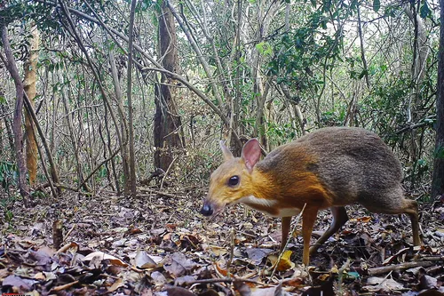 Un chevrotain, animal que l'on croyait quasi disparu, redécouvert...