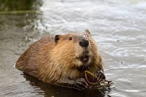 Des castors appelés pour limiter les inondations
