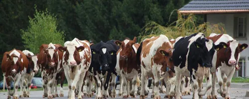 Un agriculteur condamné parce que ses vaches sentent mauvais