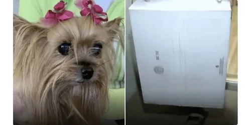 Le livreur jette un colis et tue leur chien !