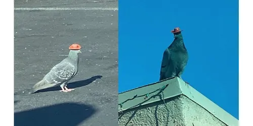 Qui met des chapeaux de cow-boy sur la tête des pigeons de Las Vegas ?