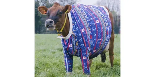 Les vaches, aussi, portent des pulls de Noël sur l’île de Jersey