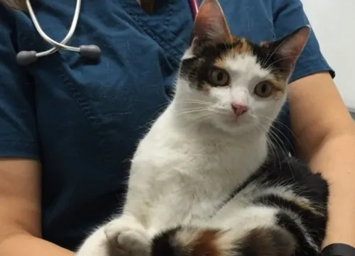 Il roule 200 km avec un chat sous le capot