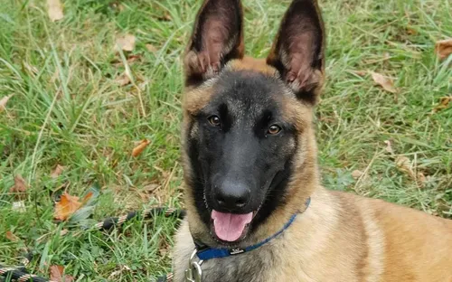 Elle se plaint des dealers, ils exécutent sa chienne devant elle