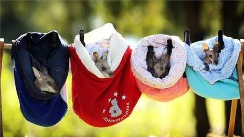 Des Français se mobilisent pour sauver les bébés kangourous en...