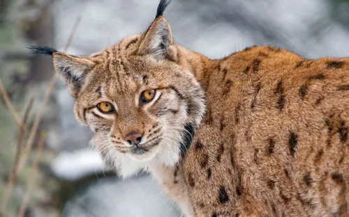 Haut-Rhin : un lynx, animal protégé, abattu par un braconnier