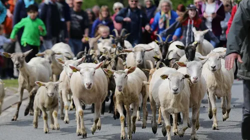 Auriol : la transhumance pour petits et grands !