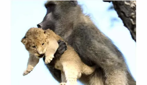 Un babouin photographié tenant un lionceau comme dans "Le Roi Lion"