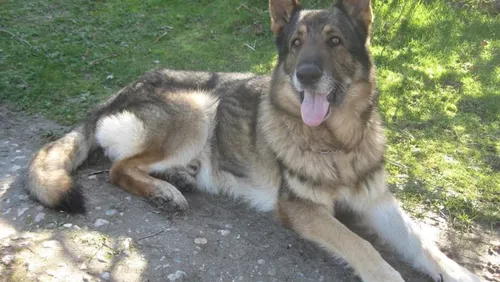 Ils retrouvent leur chien 15 mois après un accident de la circulation