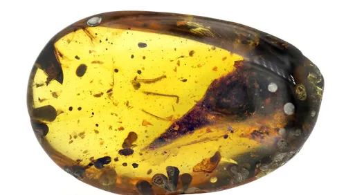 Un minuscule dinosaure découvert figé dans l'ambre depuis 100...