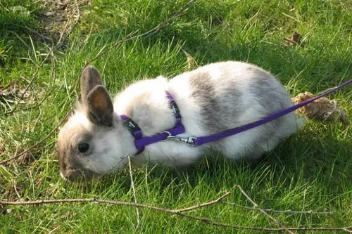 Apt : un couple verbalisé pour avoir promené un lapin