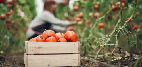 Comment aider les agriculteurs ? Une plateforme mise en place