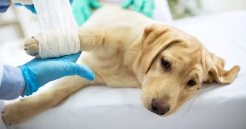 Les vétérinaires alertent sur la désinfection des animaux