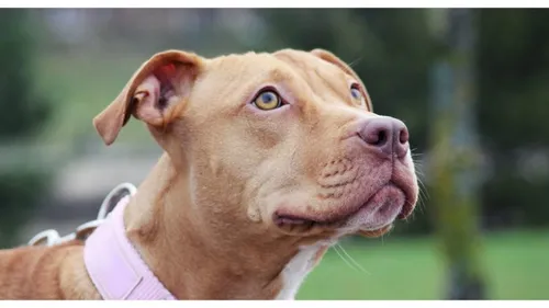 Drogué, il apprenait à conduire à son pitbull