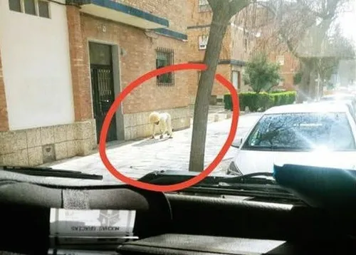 En Espagne, un homme se déguise en chien pour aller prendre l’air
