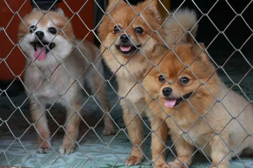 La SPA demande une dérogation au confinement pour l'adoption d'animaux