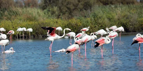 Camargue : vers un baby-boom des flamants roses ?