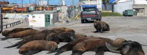 En Argentine, des otaries prennent leurs aises dans une station...