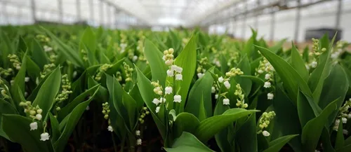 La vente de muguet ne se fera pas chez les fleuristes