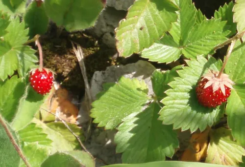 Des fraises des bois ont poussé dans les parcs pendant le confinement
