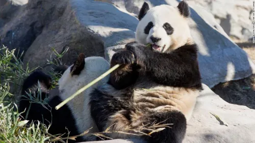 À cause d'un manque de bambou, deux pandas renvoyés du Canada en Chine