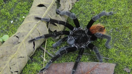 Une mygale vivante retrouvée dans une barquette de raisins