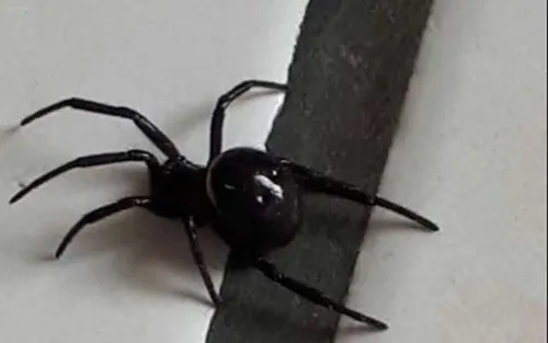 Trois frères se laissent mordre par une veuve noire pour devenir...