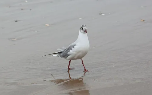 Des nids d’oiseaux détruits après un rodéo sauvage sur une plage de...