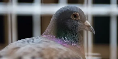 Soupçonné d'espionnage, un pigeon en prison en Inde