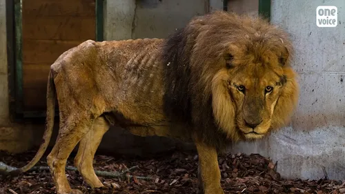 Edenté et dégriffé, un lion de cirque saisi par la justice
