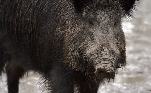 Brigitte Bardot au secours du sanglier Maurice
