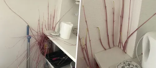 Elle retrouve son appart envahi par des pommes de terre