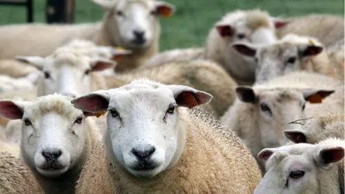 Ils battent des moutons à mort, ils se servent d'un hérisson comme...