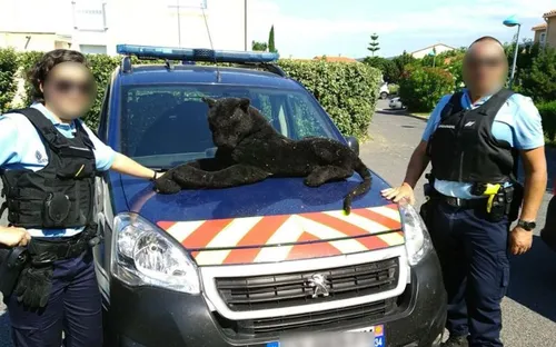 Des gendarmes interviennent pour capturer une panthère… en peluche