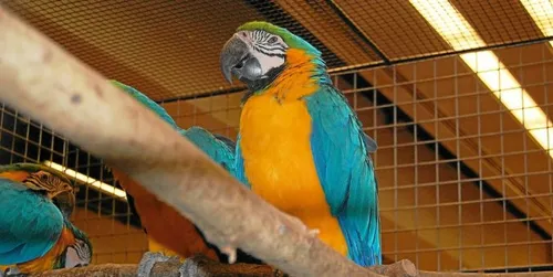 Des trafiquants d'oiseaux exotique arrêtés en Espagne