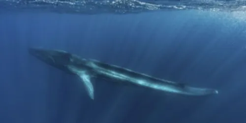 Une baleine blessée par l'homme agonise depuis des mois en...