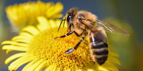 Un insecticide dangereux pour les abeilles bientôt réintroduit
