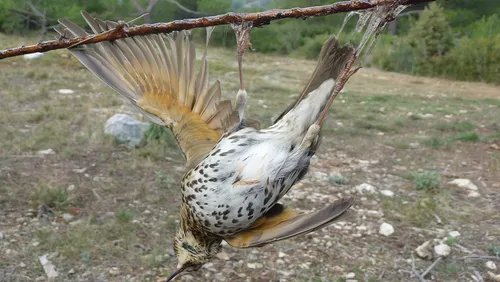 Macron interdit la chasse à la glu pour les grives et les merles...