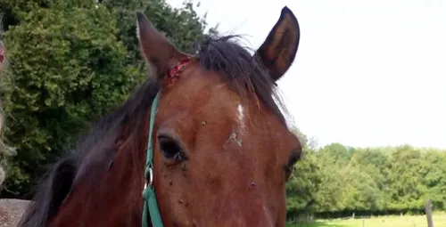 Istres : un cheval entaillé à l’oreille sur près de 8 cm
