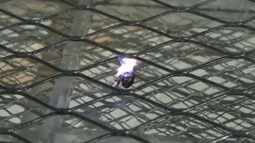 Il fait exploser sa cuisine en voulant tuer une mouche